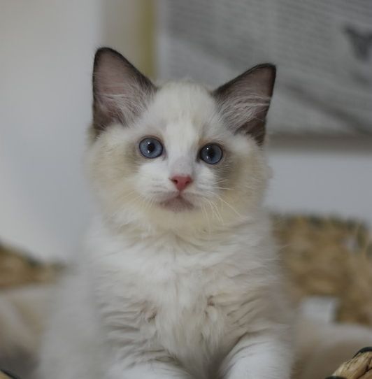 images/AvailableKittens/Cookie website.jpg